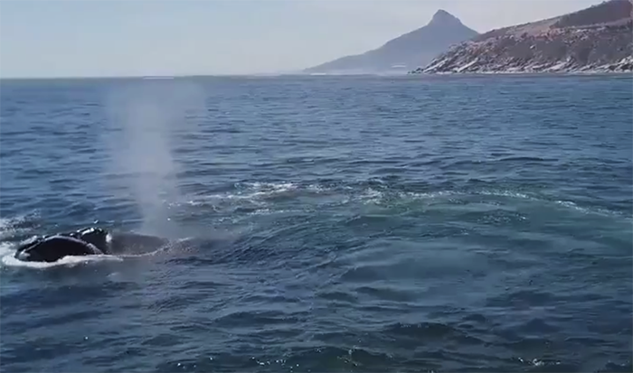 Watch: Southern Right Whales in Cape Town