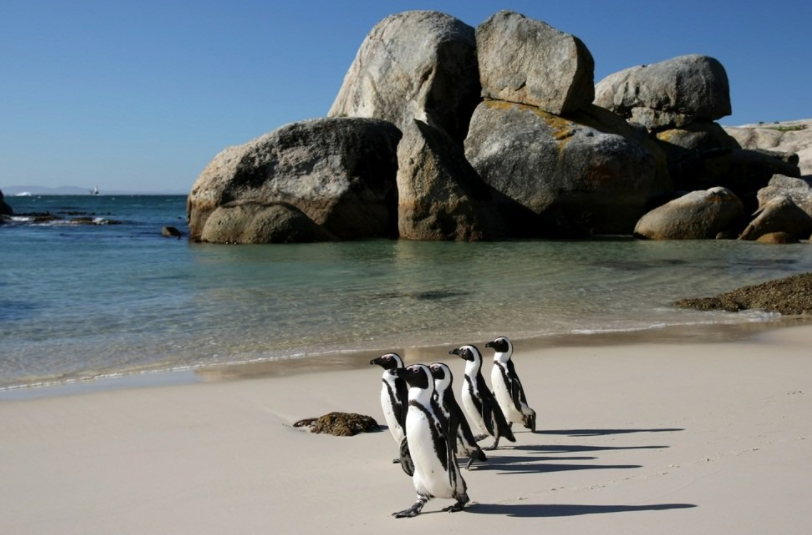 Boulders Beach penguins catch bird flu