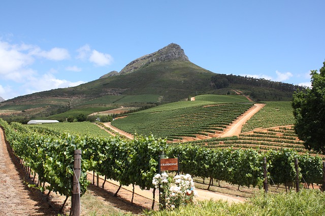 Western Cape's wine tourism grew 16%
