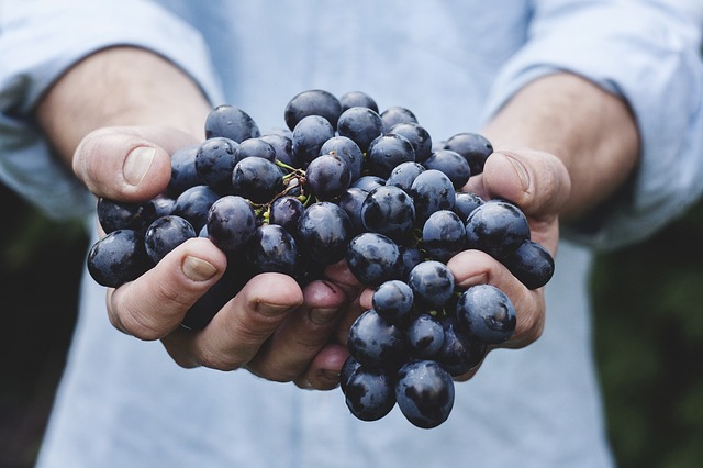 Cape records smallest wine grape crops in 13 years