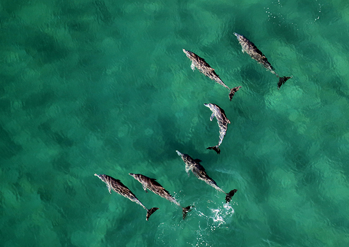 3000 dolphins frolic in Algoa Bay