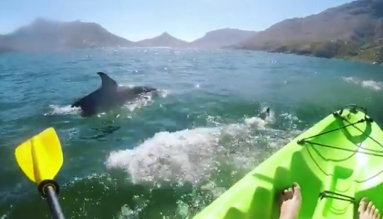 Kayak with the dolphins