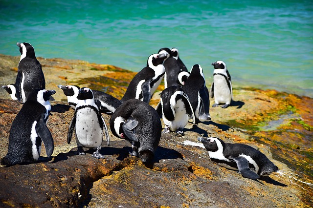63 African penguins found dead in Simon's Town