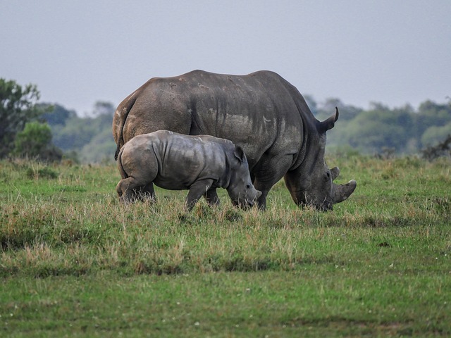 Aquila assist in orphaned rhino rescue