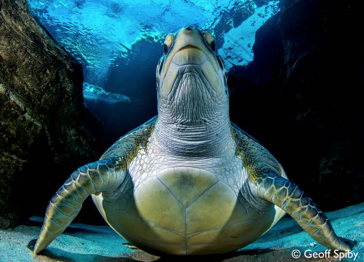 Turtle week at Two Oceans Aquarium