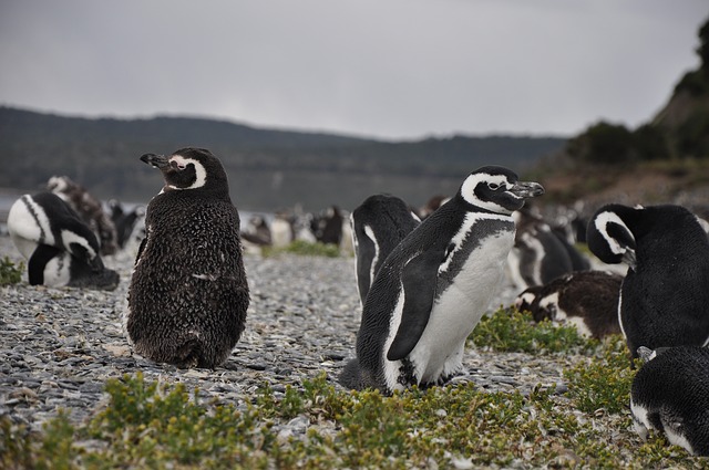 5 out of 5 penguins test positive for avian flu at Boulder's Beach