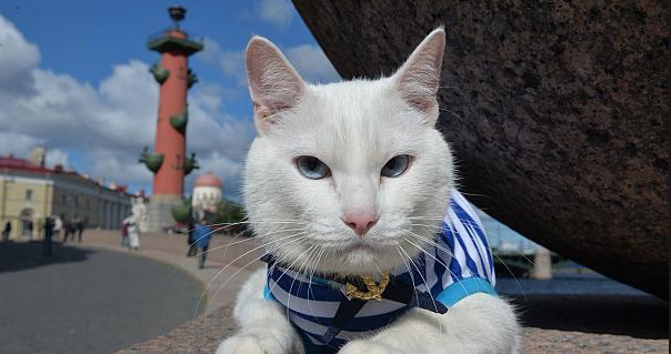 Achilles the Cat to predict World Cup wins