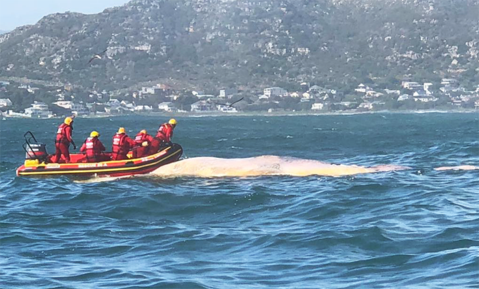 Whale carcass towed to Hout Bay