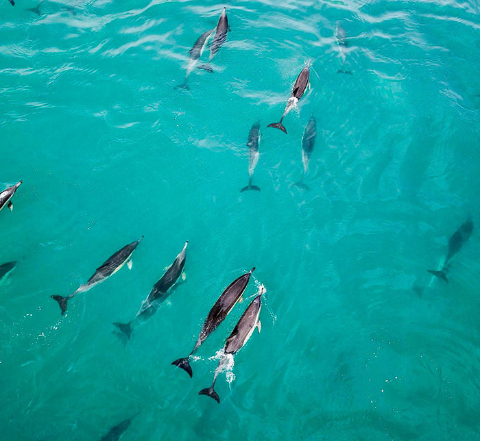 PICTURES: Dolphins cascade over Camps Bay waters