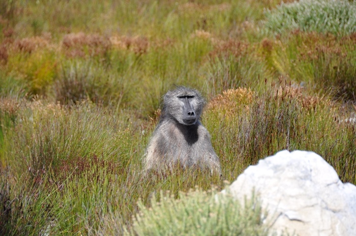 Seven baboons killed in Constantia for raiding