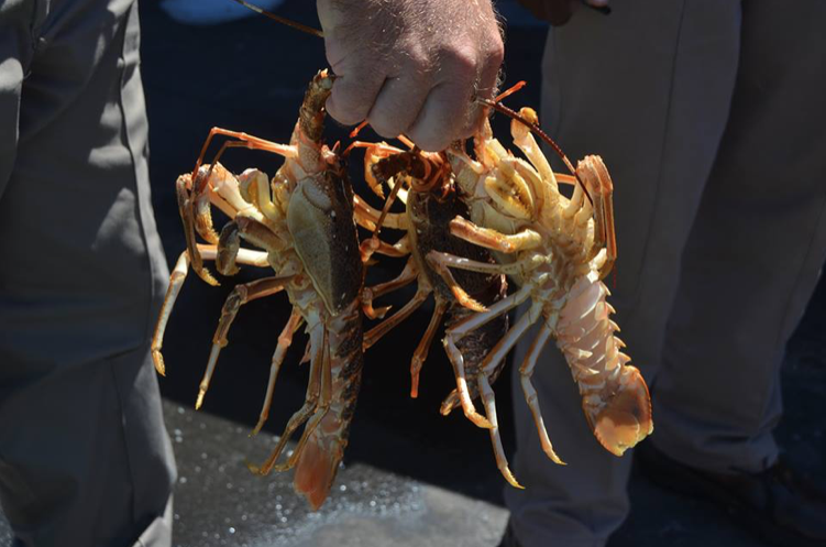 WWF submits court order to save endangered lobster