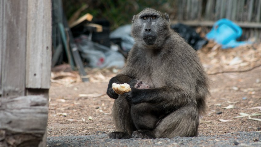 Farmers receive backlash after baboon killings