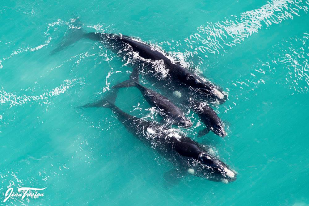 1,347 Southern Right Whales sighted