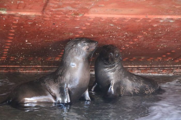 WATCH: Scared Cape Fur Seals rescued at V&A