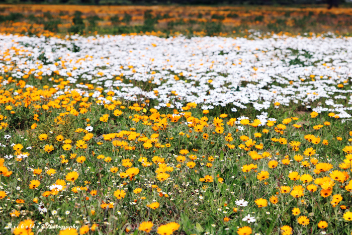 PICTURES: The Western Cape blooms