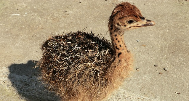 WATCH: Abandoned baby springbok & ostrich become friends