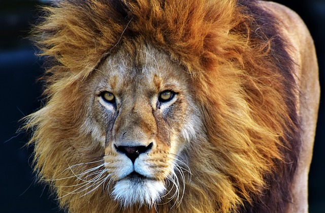 The truth about South Africa's lion bone trade