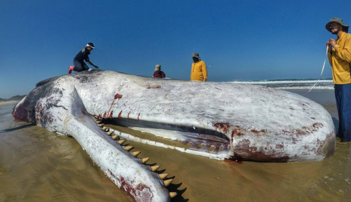 Sperm Whale washes up on Swartvlei beach