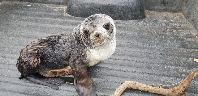 Adorable seal pup rescued by NSRI
