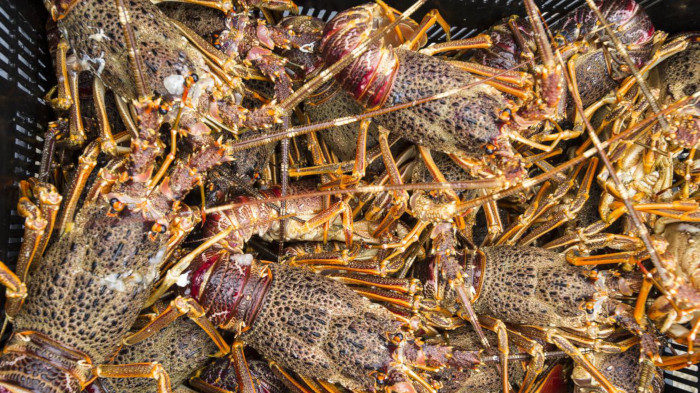 WWF court order approved to save West Coast rock lobsters