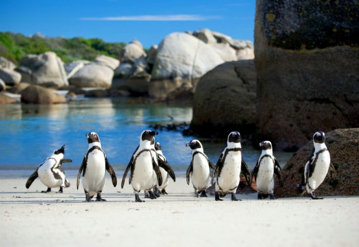 Cape Point and Boulders Beach lower rates for locals
