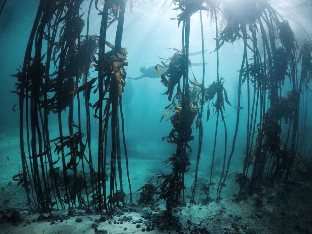 7 New species discovered in Cape kelp forests