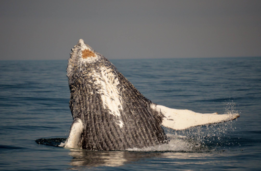 PICTURES: Humpbacks have a whale of a time