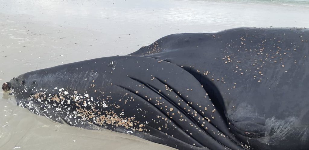 Whale stranded on Yzerfontein beach