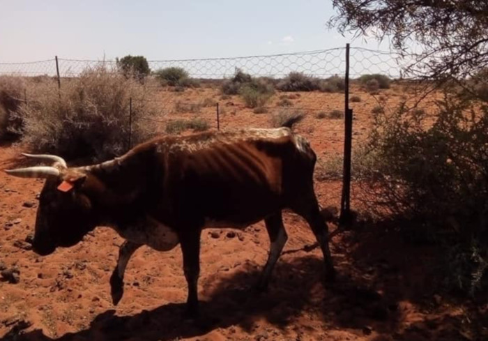 PICTURES: Drought stricken Karoo