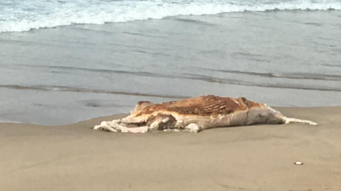 Whale carcass washes up on Knysna beach