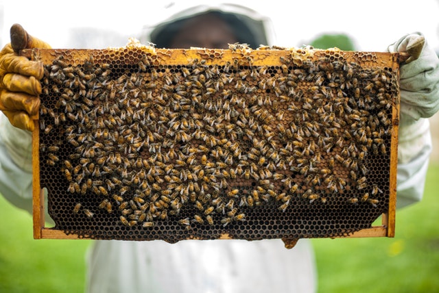 Swarms of Cape bees die