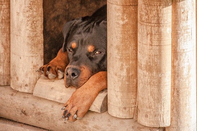 Rottweilers maul six-year-old to death