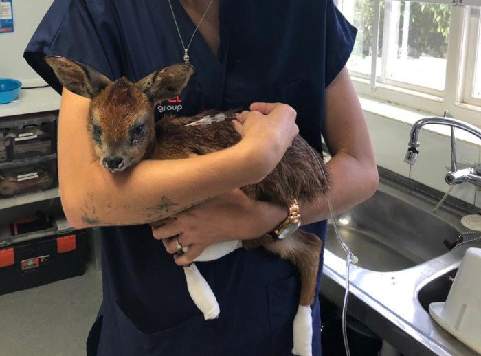 Update: Bambi on the road to recovery