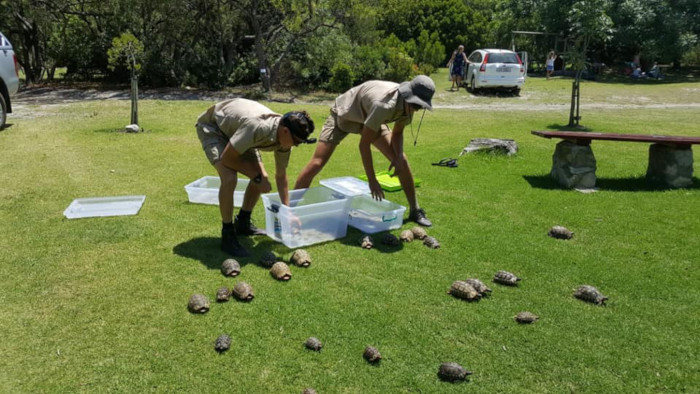 Tortoises saved from Overstrand blaze