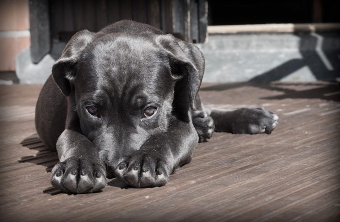 'Fake' vets cause pet deaths in Cape Town