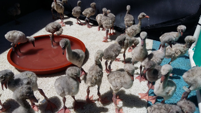 Rescued baby flamingos thriving