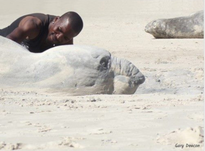Buffel the seal becomes sand sculptor's muse