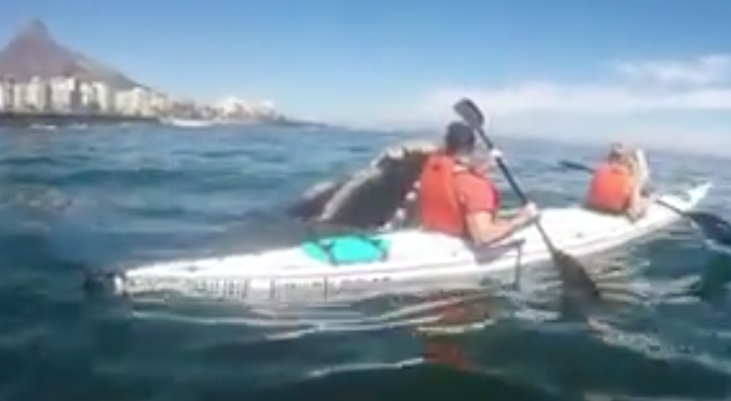 Whale crashes kayak tour