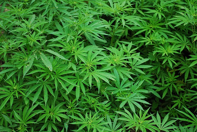WHO seeks to lower marijuana restrictions