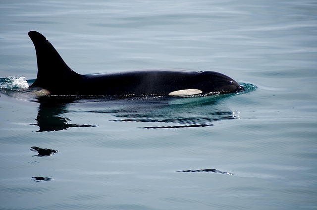 Shark-eating killer whales move into Cape Town