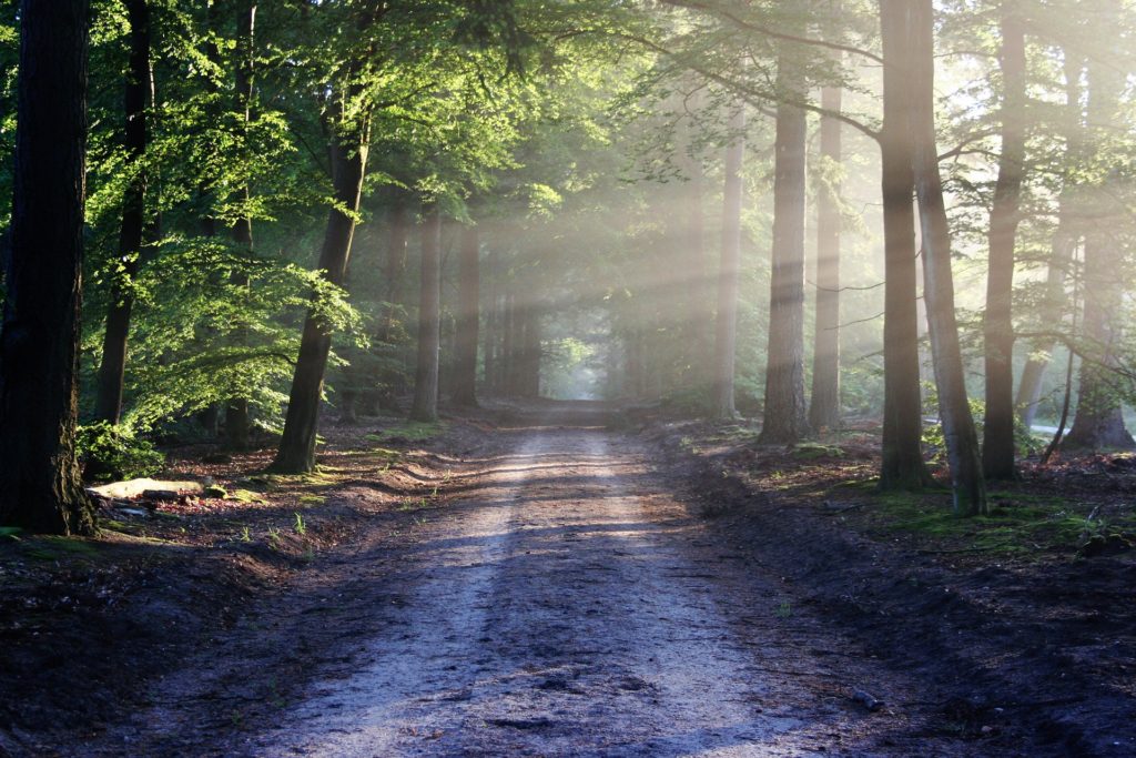 Silent walking meditation in Newlands Forest