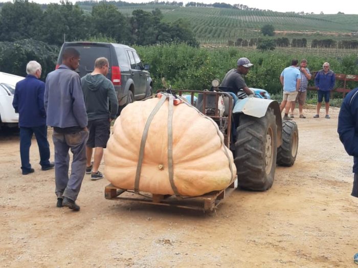 Cape Town's biggest pumpkin wins gold