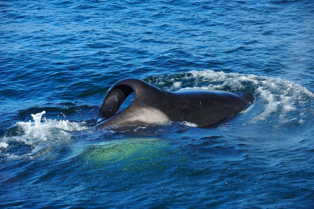 Killer whales spotted in Simon's Town