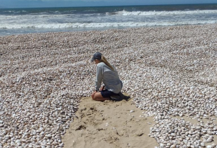11.5-million clams wash ashore on Robberg Beach