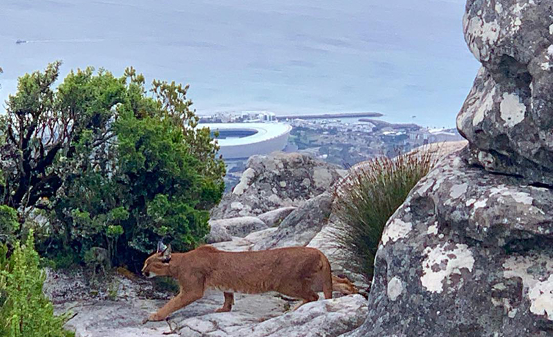 Elusive caracal spotted on Table Mountain