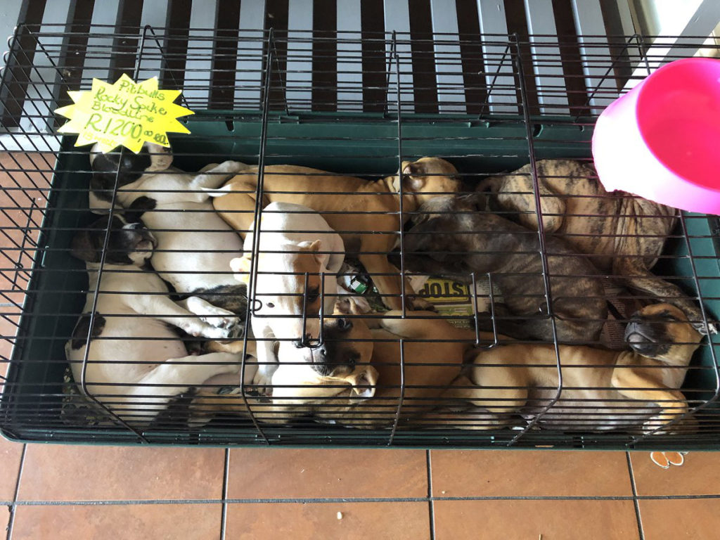 Pet shop keeps pups in hamster cage