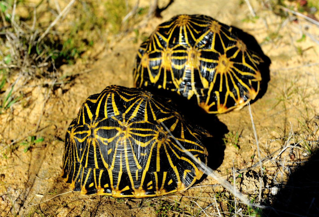 Rare Western Cape geometric tortoise in danger