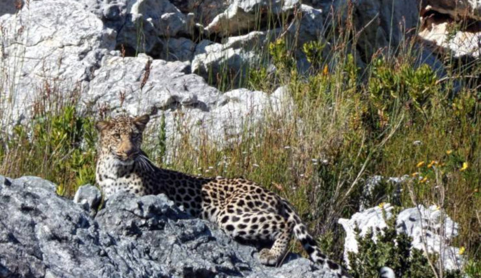 Cape leopard run over by vehicle near Worcester