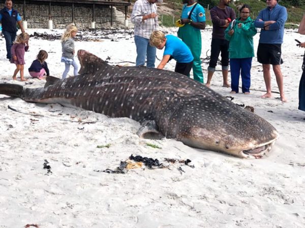Another whale shark washes up on CT shore