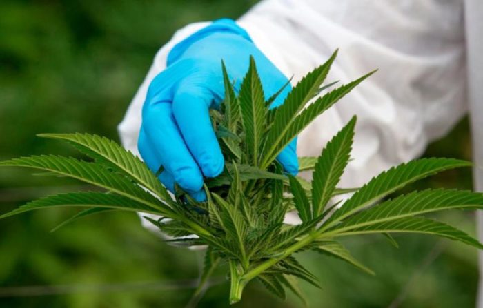 SA's first cannabis cultivation licence awarded in Cape Town